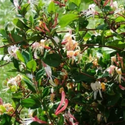 2 X Kamperfoelie Red World (Lonicera - Groenblijvend / Wintergroen): Set Van 2 Kamperfoelie Red World Klimplanten - Rood/Oranje & Winterharde Tuinplanten | 2 X 1,5 Liter Potten -Exporteren Buiten Groen Winkel 1200x1200 470