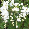 Exochorda 'The Bride' - Parelstruik 50-60 Cm Pot