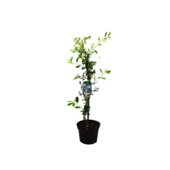 Exochorda 'The Bride' - Parelstruik 50-60 Cm Pot -Exporteren Buiten Groen Winkel 1200x1200 475