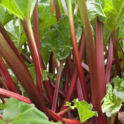 Rabarber - Rheum Red Champagne 3 Planten - Plant - Groente - Moestuin - Garden Select