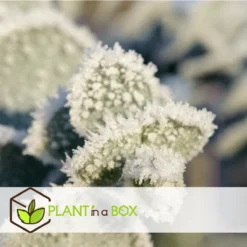 Plant In A Box - Eucalyptus Pulverulenta 'Baby Blue' - Set Van 2 - Pot 13cm - Hoogte 25-40cm -Exporteren Buiten Groen Winkel 1200x1200 479