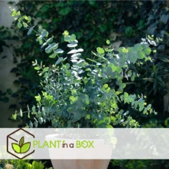 Plant In A Box - Eucalyptus Pulverulenta 'Baby Blue' - Set Van 2 - Pot 13cm - Hoogte 25-40cm -Exporteren Buiten Groen Winkel 1200x1200 480