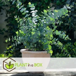 Plant In A Box - Eucalyptus Pulverulenta 'Baby Blue' - Set Van 2 - Pot 13cm - Hoogte 25-40cm -Exporteren Buiten Groen Winkel 1200x1200 481