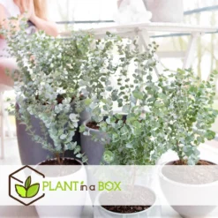 Plant In A Box - Eucalyptus Pulverulenta 'Baby Blue' - Set Van 2 - Pot 13cm - Hoogte 25-40cm -Exporteren Buiten Groen Winkel 1200x1200 482