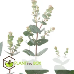 Plant In A Box - Eucalyptus Pulverulenta 'Baby Blue' - Set Van 2 - Pot 13cm - Hoogte 25-40cm -Exporteren Buiten Groen Winkel 1200x1200 483