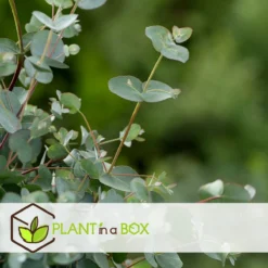 Plant In A Box - Eucalyptus Pulverulenta 'Baby Blue' - Set Van 2 - Pot 13cm - Hoogte 25-40cm -Exporteren Buiten Groen Winkel 1200x1200 485
