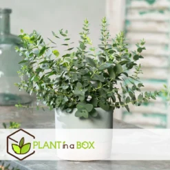 Plant In A Box - Eucalyptus Pulverulenta 'Baby Blue' - Set Van 2 - Pot 13cm - Hoogte 25-40cm -Exporteren Buiten Groen Winkel 1200x1200 486