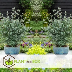 Plant In A Box - Eucalyptus Pulverulenta 'Baby Blue' - Set Van 2 - Pot 13cm - Hoogte 25-40cm -Exporteren Buiten Groen Winkel 1200x1200 489