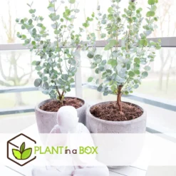 Plant In A Box - Eucalyptus Pulverulenta 'Baby Blue' - Set Van 2 - Pot 13cm - Hoogte 25-40cm -Exporteren Buiten Groen Winkel 1200x1200 490