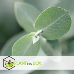 Plant In A Box - Eucalyptus Pulverulenta 'Baby Blue' - Set Van 2 - Pot 13cm - Hoogte 25-40cm -Exporteren Buiten Groen Winkel 1200x1200 491