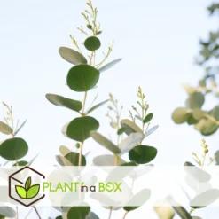 Plant In A Box - Eucalyptus Pulverulenta 'Baby Blue' - Set Van 2 - Pot 13cm - Hoogte 25-40cm -Exporteren Buiten Groen Winkel 1200x1200 492