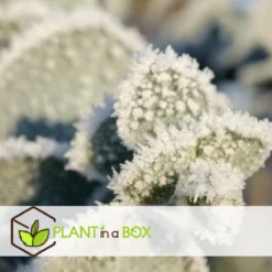 Plant In A Box - Eucalyptus Pulverulenta 'Baby Blue' - Set Van 2 - Pot 13cm - Hoogte 25-40cm -Exporteren Buiten Groen Winkel 1200x1200 493