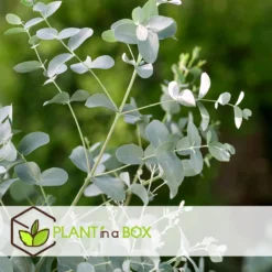 Plant In A Box - Eucalyptus Pulverulenta 'Baby Blue' - Set Van 2 - Pot 13cm - Hoogte 25-40cm -Exporteren Buiten Groen Winkel 1200x1200 495