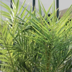 2x Phoenix Canariensis - Canarische Dadelpalm - Palm - Winterhard - ⌀15 Cm - 50-60 Cm -Exporteren Buiten Groen Winkel 1200x1200 500