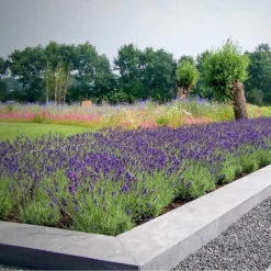 12 X Lavandula Angustifolia 'Dwarf Blue’ - Lavendel Pot 9 X 9 Cm -Exporteren Buiten Groen Winkel 1200x1200 503