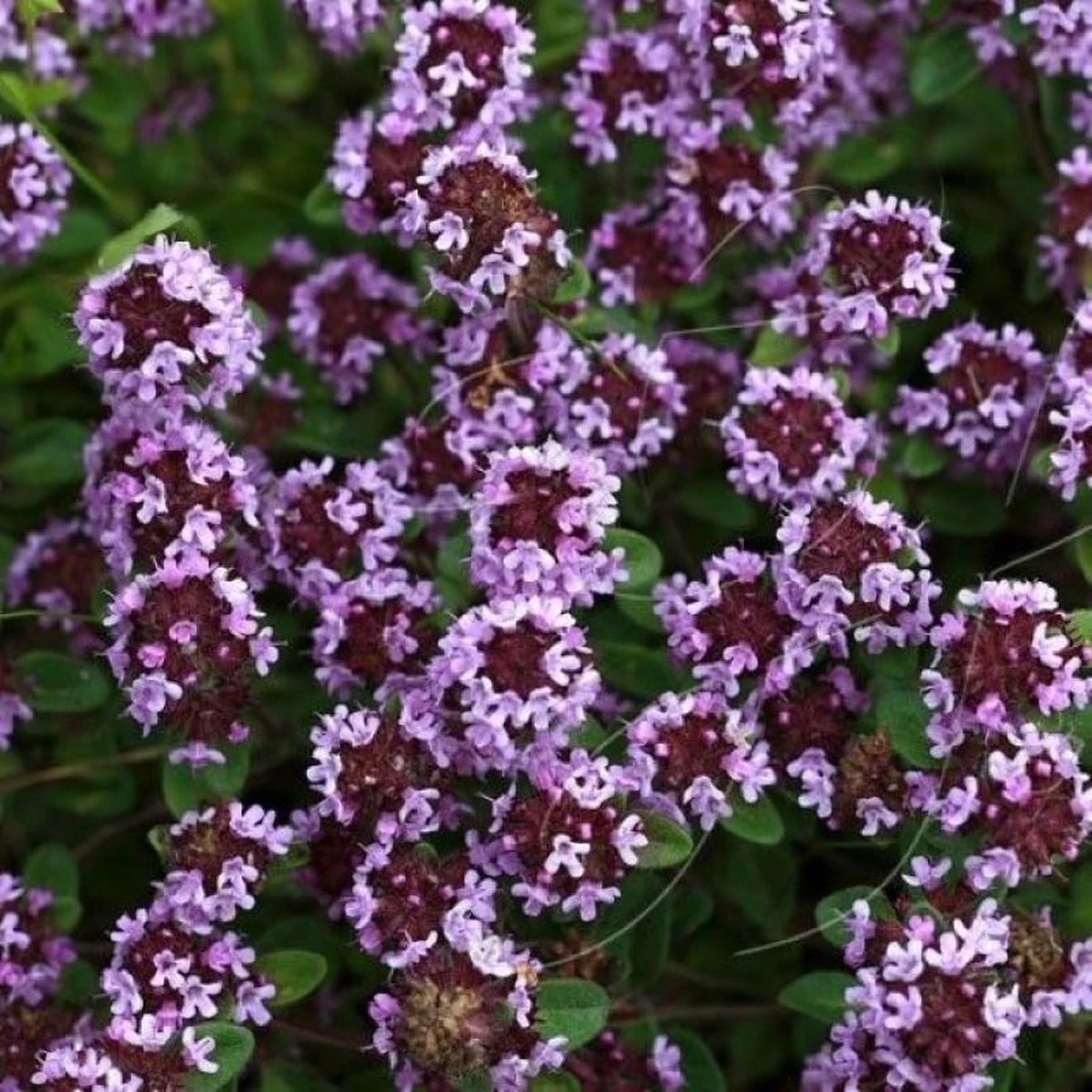 GP 12 X Kruipend Tijm / Kruiptijm - Winterharde Tuinplanten - Thymus Praecox 'Purple Beauty' In 9x9cm Pot Met Hoogte 5-10cm 2 GP 12 X Kruipend Tijm / Kruiptijm - Winterharde Tuinplanten - Thymus Praecox 'Purple Beauty' In 9x9cm Pot Met Hoogte 5-10cm - Afbeelding 2