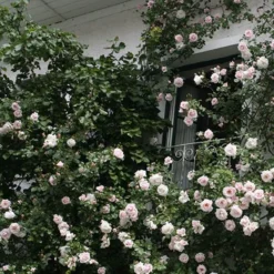 New Dawn (Klimroos) - Klimplant | Roze Doorbloeiende Klimroos - Meerjarig En Winterhard | Roos -Exporteren Buiten Groen Winkel 1200x1200 513