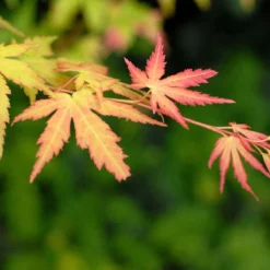 4x Acer Mix - Orange Dream - Going Green - Butterfly - Atropurpureum - ⌀10.5 Cm - 25-30 Cm -Exporteren Buiten Groen Winkel 1200x1200 516