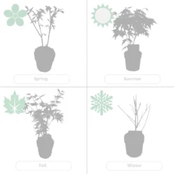 4x Acer Mix - Orange Dream - Going Green - Butterfly - Atropurpureum - ⌀10.5 Cm - 25-30 Cm -Exporteren Buiten Groen Winkel 1200x1200 517