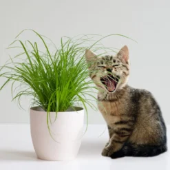 Merkloos ZynesFlora - Cyperus - Kattengras - 2 Stuks - Ø 12 Cm - Hoogte: 25-30 Cm - Kamerplant -Exporteren Buiten Groen Winkel 1200x1200 53