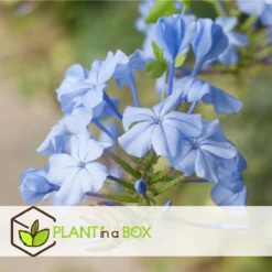 Plant In A Box - Plumbago Auriculata - Set Van 3 - Mannentrouw - Lang Bloeiende Klimplant - Pot 9cm - Hoogte 25-40cm -Exporteren Buiten Groen Winkel 1200x1200 543
