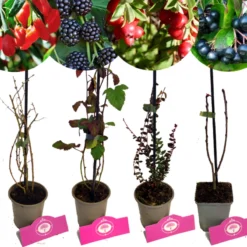 Set Van 4 Fruitplanten – 1 Gojibes, 1 Braam, 1 Appelbes, 1 Cranberry – Hoogte 15/30cm – 9cm Pot – Mix B