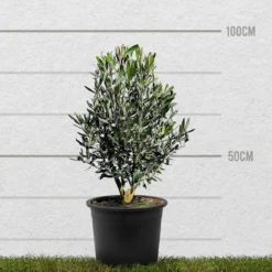 Tropictrees - Olijfboom - Olea Europea - Olijfstruik - Winterhard - Pot ⌀ 20cm - Hoogte 70-80cm -Exporteren Buiten Groen Winkel 1200x1200 559