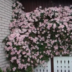 2 X Clematis Montana Rubens - Set Van 2 Klimplanten - Roze, Meerjarig En Winterharde Tuinplanten | 2 X 1,5 Liter Potten -Exporteren Buiten Groen Winkel 1200x1200 562