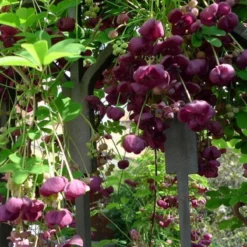 Akebia Quinata - Klimplant | Paars - Meerjarig En Groenblijvende Tuinplanten / Wintergroen - Bijnamen: Schijnaugurk / Klimbes | 1,5 Liter Pot -Exporteren Buiten Groen Winkel 1200x1200 566