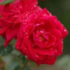 New Dawn Rouge - Klimroos | Rood Doorbloeiende Roos (bloeit Na Bloei Nogmaals) - Meerjarig En Winterhard - Klimplant