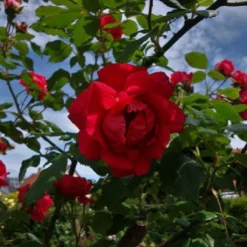 New Dawn Rouge - Klimroos | Rood Doorbloeiende Roos (bloeit Na Bloei Nogmaals) - Meerjarig En Winterhard - Klimplant -Exporteren Buiten Groen Winkel 1200x1200 571