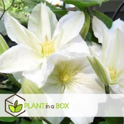Plant In A Box - Mix Van 3 Clematis - Clematis Hybrid 'Mme Le Coultre', 'Hagley Hybrid', 'Polish Spirit' - Pot 9cm - Hoogte 25-40cm -Exporteren Buiten Groen Winkel 1200x1200 573