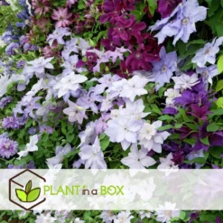 Plant In A Box - Mix Van 3 Clematis - Clematis Hybrid 'Mme Le Coultre', 'Hagley Hybrid', 'Polish Spirit' - Pot 9cm - Hoogte 25-40cm -Exporteren Buiten Groen Winkel 1200x1200 574