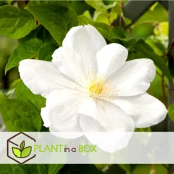 Plant In A Box - Mix Van 3 Clematis - Clematis Hybrid 'Mme Le Coultre', 'Hagley Hybrid', 'Polish Spirit' - Pot 9cm - Hoogte 25-40cm -Exporteren Buiten Groen Winkel 1200x1200 575