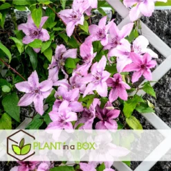 Plant In A Box - Mix Van 3 Clematis - Clematis Hybrid 'Mme Le Coultre', 'Hagley Hybrid', 'Polish Spirit' - Pot 9cm - Hoogte 25-40cm -Exporteren Buiten Groen Winkel 1200x1200 576