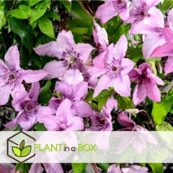 Plant In A Box - Mix Van 3 Clematis - Clematis Hybrid 'Mme Le Coultre', 'Hagley Hybrid', 'Polish Spirit' - Pot 9cm - Hoogte 25-40cm -Exporteren Buiten Groen Winkel 1200x1200 577