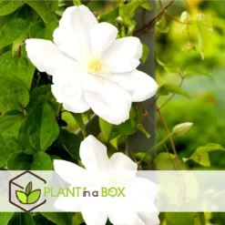 Plant In A Box - Mix Van 3 Clematis - Clematis Hybrid 'Mme Le Coultre', 'Hagley Hybrid', 'Polish Spirit' - Pot 9cm - Hoogte 25-40cm -Exporteren Buiten Groen Winkel 1200x1200 578