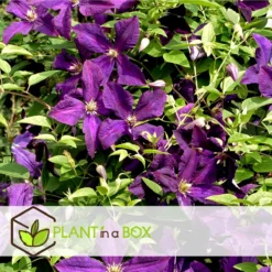 Plant In A Box - Mix Van 3 Clematis - Clematis Hybrid 'Mme Le Coultre', 'Hagley Hybrid', 'Polish Spirit' - Pot 9cm - Hoogte 25-40cm -Exporteren Buiten Groen Winkel 1200x1200 579