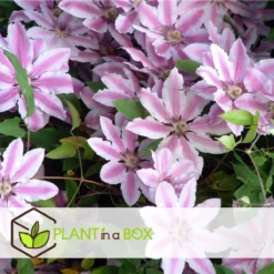 Plant In A Box - Mix Van 3 Clematis - Clematis Hybrid 'Mme Le Coultre', 'Hagley Hybrid', 'Polish Spirit' - Pot 9cm - Hoogte 25-40cm -Exporteren Buiten Groen Winkel 1200x1200 580