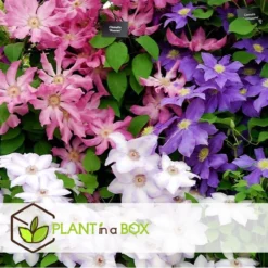 Plant In A Box - Mix Van 3 Clematis - Clematis Hybrid 'Mme Le Coultre', 'Hagley Hybrid', 'Polish Spirit' - Pot 9cm - Hoogte 25-40cm -Exporteren Buiten Groen Winkel 1200x1200 581