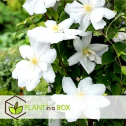 Plant In A Box - Mix Van 3 Clematis - Clematis Hybrid 'Mme Le Coultre', 'Hagley Hybrid', 'Polish Spirit' - Pot 9cm - Hoogte 25-40cm -Exporteren Buiten Groen Winkel 1200x1200 582