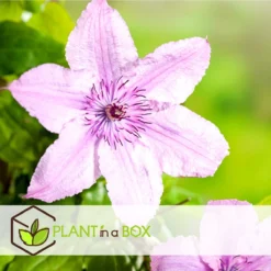 Plant In A Box - Mix Van 3 Clematis - Clematis Hybrid 'Mme Le Coultre', 'Hagley Hybrid', 'Polish Spirit' - Pot 9cm - Hoogte 25-40cm -Exporteren Buiten Groen Winkel 1200x1200 583