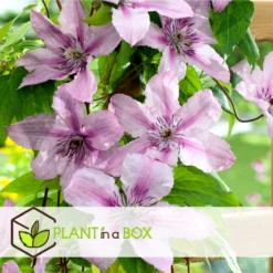 Plant In A Box - Mix Van 3 Clematis - Clematis Hybrid 'Mme Le Coultre', 'Hagley Hybrid', 'Polish Spirit' - Pot 9cm - Hoogte 25-40cm -Exporteren Buiten Groen Winkel 1200x1200 584