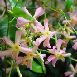 3 X Toscaanse Jasmijn Gemengd (3 Halen, 2 Betalen!) - Mix Geel, Wit En Roze Jasmijn Plant | Groenblijvend/Wintergroen En Winterhard - Klimplanten - Goed Voor 1 Strekkende Meter Haag Met Bloemen | 3 X 1,5 Liter Pot - Te Combineren Met Rozen In Klimrek -Exporteren Buiten Groen Winkel 1200x1200 592
