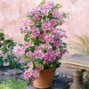 2 X Clematis Piilu - Set Van 2 Klimplanten - Roze, Meerjarig & Winterharde Tuinplanten | 2 X 1,5 Liter Potten