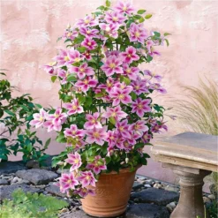 2 X Clematis Piilu - Set Van 2 Klimplanten - Roze, Meerjarig & Winterharde Tuinplanten | 2 X 1,5 Liter Potten