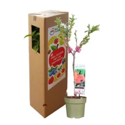 Perzikboom, Prunus Persica Patiobomen ‘Perzik', Zelfbestuivend, Winterhard -Exporteren Buiten Groen Winkel 1200x1200 607