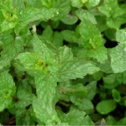 Kruidentuin - 6 Soorten Kruidenplanten: Maggi, Munt, Citroenmelisse, Curry, Rozemarijn, Tijm - Herbs - Kruidenplanten - Tuinplanten -Exporteren Buiten Groen Winkel 1200x1200 616