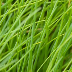 Kruidentuin - 6 Soorten Kruidenplanten: Maggi, Munt, Citroenmelisse, Curry, Rozemarijn, Tijm - Herbs - Kruidenplanten - Tuinplanten -Exporteren Buiten Groen Winkel 1200x1200 617