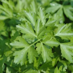 Kruidentuin - 6 Soorten Kruidenplanten: Maggi, Munt, Citroenmelisse, Curry, Rozemarijn, Tijm - Herbs - Kruidenplanten - Tuinplanten -Exporteren Buiten Groen Winkel 1200x1200 618